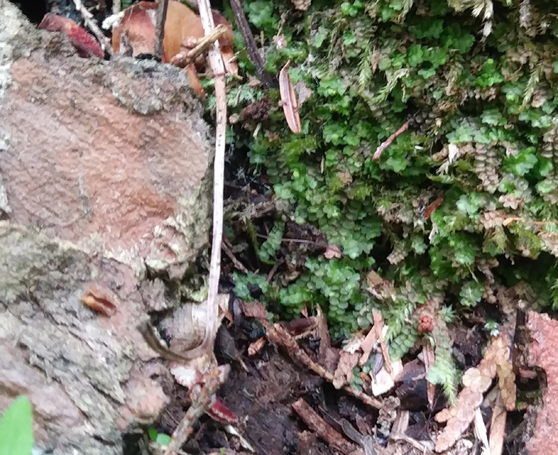 Calypogeia integristipula